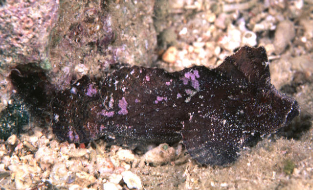 Cocotropus larvatus